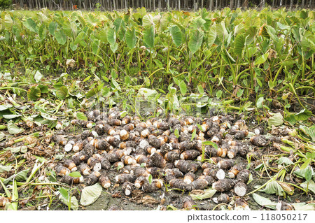 Freshly harvested taros are placed in the farmland of Pingtung, Taiwan. Freshly harvested taros are placed in the farmland of Pingtung, Taiwan. 118050217