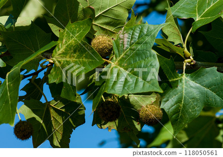 plane tree cones plane tree cones 118050561