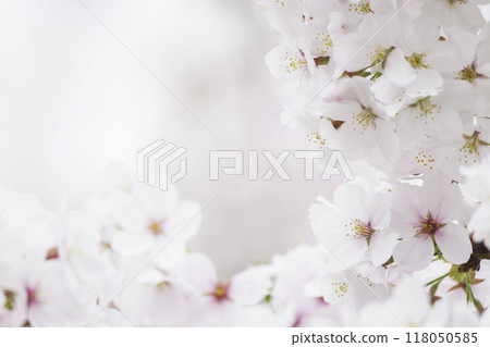 Close-up of white cherry blossoms in spring 118050585