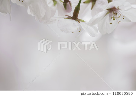 Close-up of white cherry blossoms in spring 118050590