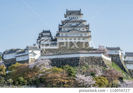 兵庫縣姬路市,日本百座名城,現存12座天守閣之一,國寶姬路城天守閣晴天,櫻花裝飾 兵庫縣姬路市,日本百座名城,現存12座天守閣之一,國寶姬路城天守閣晴天,櫻花裝飾 118050727