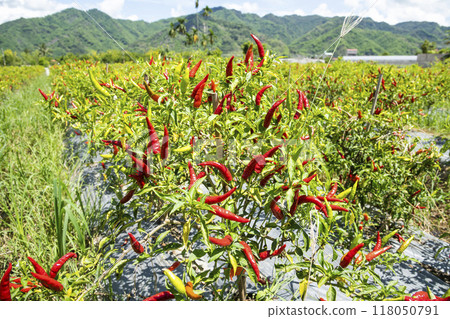 View of the facing heaven peppers growing on the field in Meinong, Kaohsiung, Taiwan. View of the facing heaven peppers growing on the field in Meinong, Kaohsiung, Taiwan. 118050791