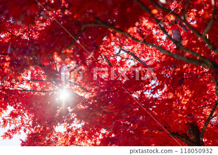 Bright red autumn leaves and light 118050932