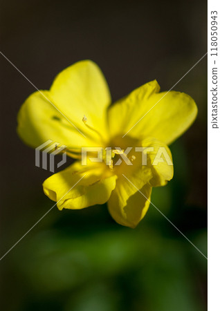 Waiting grass Waiting grass 118050943