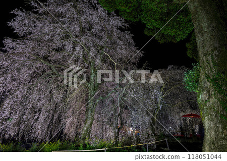 Minobu weeping cherry tree Minobu weeping cherry tree 118051044