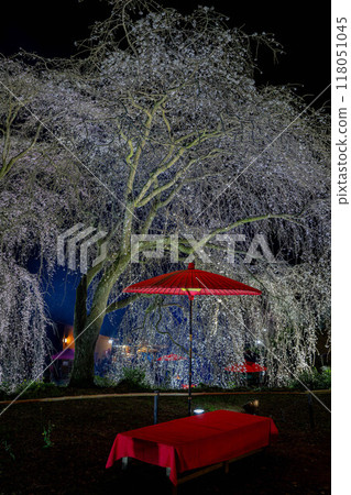 Minobu weeping cherry tree Minobu weeping cherry tree 118051045