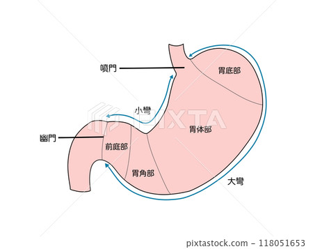 消化系統的解剖學和生理學：胃各部位的名稱 118051653