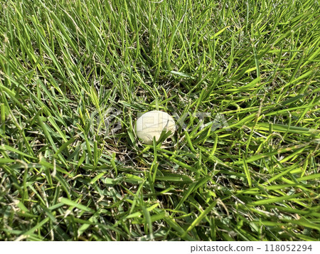 White mushrooms growing on the grass White mushrooms growing on the grass 118052294