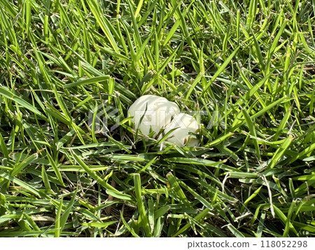 草坪上長著白色的蘑菇 草坪上長著白色的蘑菇 118052298