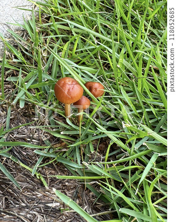 Brown mushrooms growing on the grass 118052685