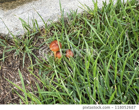生長在草坪上的棕色蘑菇 生長在草坪上的棕色蘑菇 118052687