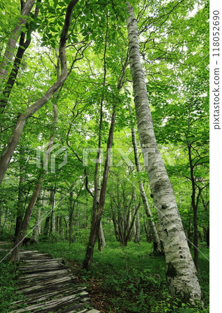 綠樹環繞的長廊 118052690