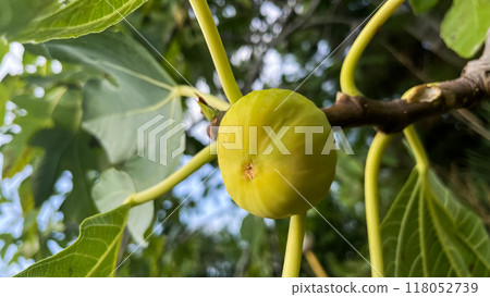 The image of a sweet and juicy fig ripened under the sun on its tree. Drawing attention with its natural beauty and flavor, this frame reflects the fig The image of a sweet and juicy fig ripened under the sun on its tree. Drawing attention with its natural beauty and flavor, this frame reflects the fig 118052739