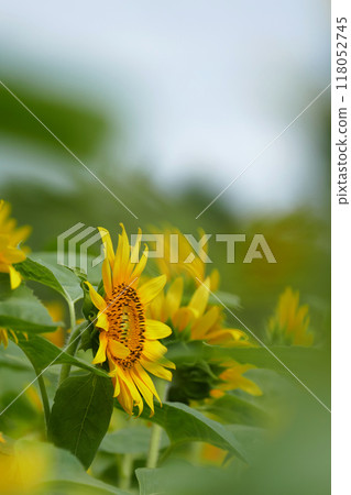 山學學校向日葵田裡的向日葵與模糊 118052745
