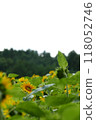 山學學校向日葵田埋藏的向日葵與森林 118052746
