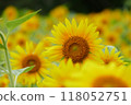 山學學校向日葵田中央的向日葵特寫 118052751