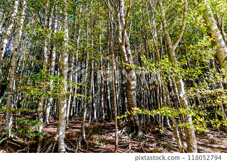 Colorful trees and leaves in autumn in the Montseny Natural Park in Barcelona, Spain Colorful trees and leaves in autumn in the Montseny Natural Park in Barcelona, Spain 118052794
