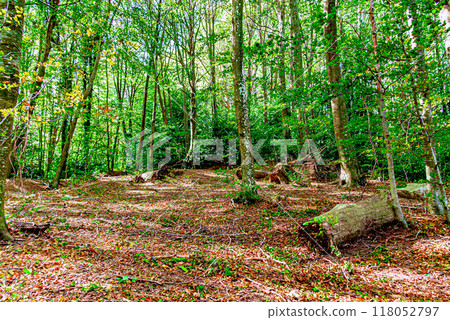 Colorful trees and leaves in autumn in the Montseny Natural Park in Barcelona, Spain Colorful trees and leaves in autumn in the Montseny Natural Park in Barcelona, Spain 118052797