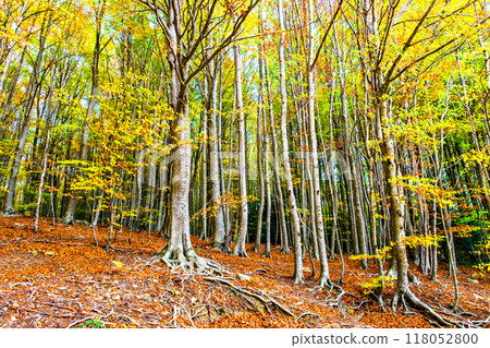 Colorful trees and leaves in autumn in the Montseny Natural Park in Barcelona, Spain Colorful trees and leaves in autumn in the Montseny Natural Park in Barcelona, Spain 118052800