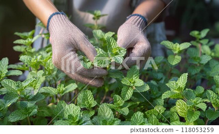 女人的手從家庭花園採摘薄荷 女人的手從家庭花園採摘薄荷 118053259
