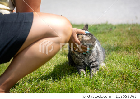 Interacting with cats relaxing in the garden 118053365