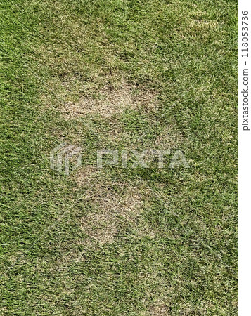 Grass damaged by extreme heat 118053736