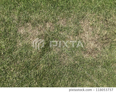 Grass damaged by extreme heat 118053737