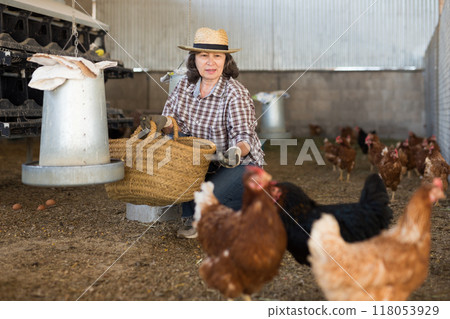 Elderly female farmer feeding chickens in poultry barn Elderly female farmer feeding chickens in poultry barn 118053929