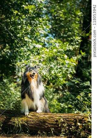 Tricolor Collie. Cute Beautiful Collie In Sunny Summer Forest. Funny Scottish Collie, Long-haired Collie, English Collie, Lassie Dog Outdoors In Summer Day In Coniferous Pine Forest Tricolor Collie. Cute Beautiful Collie In Sunny Summer Forest. Funny Scottish Collie, Long-haired Collie, English Collie, Lassie Dog Outdoors In Summer Day In Coniferous Pine Forest 118053942