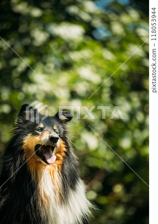 Tricolor Collie. Cute Beautiful Collie In Sunny Summer Forest. Funny Scottish Collie, Long-haired Collie, English Collie, Lassie Dog Outdoors In Summer Day In Coniferous Pine Forest 118053944
