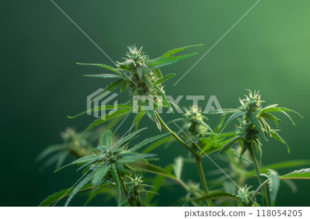 Cannabis plant with buds and leaves on green background, natural growth and medicinal use concept 118054205