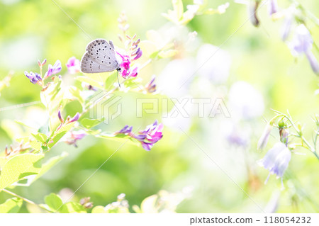 芝麻蜆在早晨的陽光下吸蜜 芝麻蜆在早晨的陽光下吸蜜 118054232