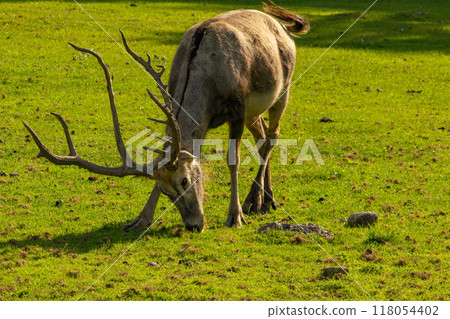 Pere David's deer, Elaphurus davidianus, Milu, 118054402