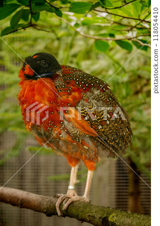 Satyr tragopan (Tragopan satyra), Satyr tragopan (Tragopan satyra), 118054410