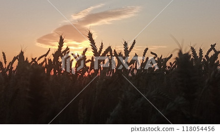 Golden wheat field at sunset with a beautiful sky and clouds in the background 118054456