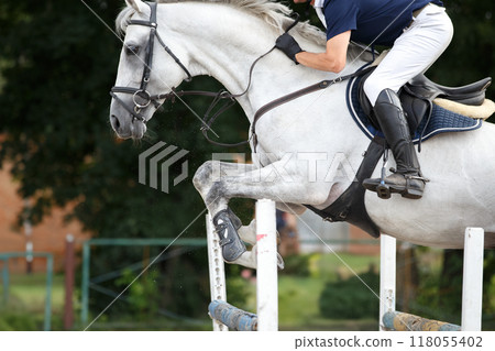 White horse with rider hopping over the hurdle on showjumping course 118055402