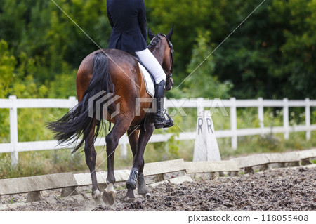 Female rider in formal attire guides a brown horse along a sandy equestrian arena on her dressage test Female rider in formal attire guides a brown horse along a sandy equestrian arena on her dressage test 118055408