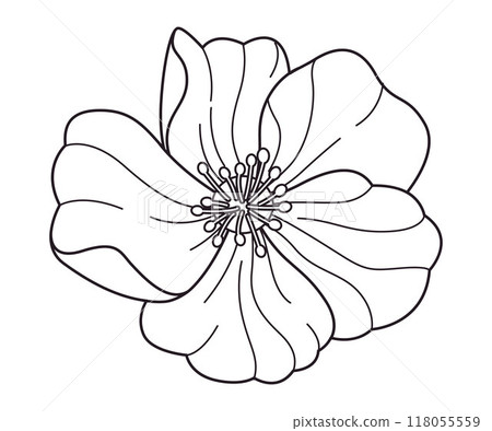 Frangipani flower blooms botanical tropical Bali floral Plumeria decorative plant natural scent fragrant aromatic Indonesia botany design 118055559