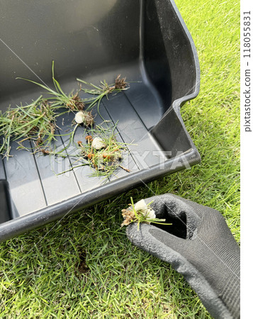 Removing mushrooms from the lawn 118055831