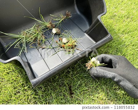 Removing mushrooms from the lawn 118055832