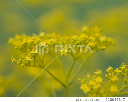 Ominae of seven herbs of autumn 118055847