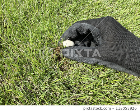 清除草坪上生長的蘑菇 清除草坪上生長的蘑菇 118055926