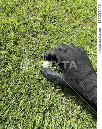 Removing mushrooms from the lawn 118055928