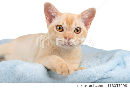 Purebred red Burmese kitten lying on blue blanket Purebred red Burmese kitten lying on blue blanket 118055998