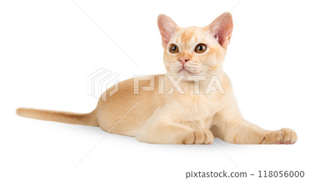 Red Burmese kitten on transparent background. Red Burmese kitten on transparent background. 118056000