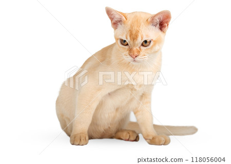 Red Burmese kitten on transparent background. 118056004