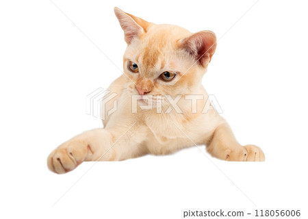 Red Burmese kitten on transparent background. Red Burmese kitten on transparent background. 118056006