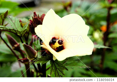 Okra's Flower 118056014