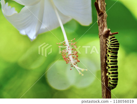 A swallowtail butterfly larva about to turn into a pupa after eating plenty of parsley. 118056019