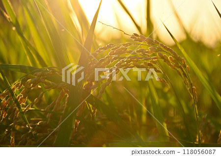 Rice ears illuminated by the setting sun, ready to be harvested Rice ears illuminated by the setting sun, ready to be harvested 118056087